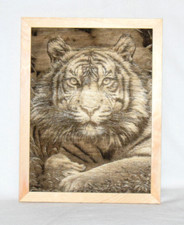 Wandbild tiger katze tiere - tiger,