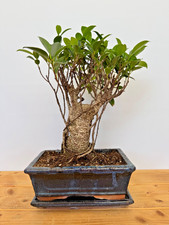 Zimmerbonsai ficus retusa - zimmerbonsai,