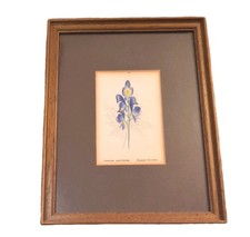 Botanische Zeichnung Eisenhut