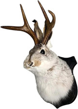 Jackalope Mount Jackalope