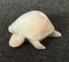 1v2 turtle Schildkröte weiss