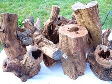 Aprikosenholz Hohle Baumstamm