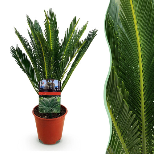 Zimmerpflanze cycas revoluta - zimmerpflanze,
