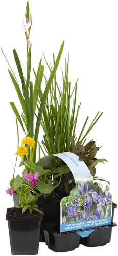 Bloomique 6er set - 6er-set,