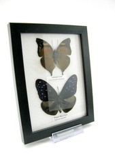 2 echte präparierte