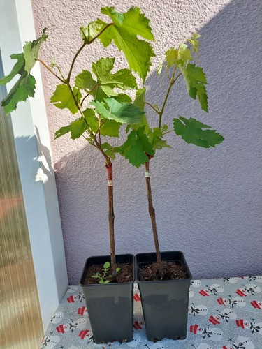 Weinreben tafeltrauben neue - weinreben,