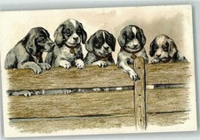 10642104 - 5 Welpen am Zaun, Golddruck