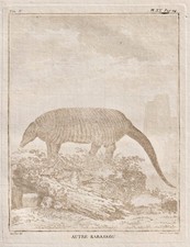 Pholidota Schuppentier