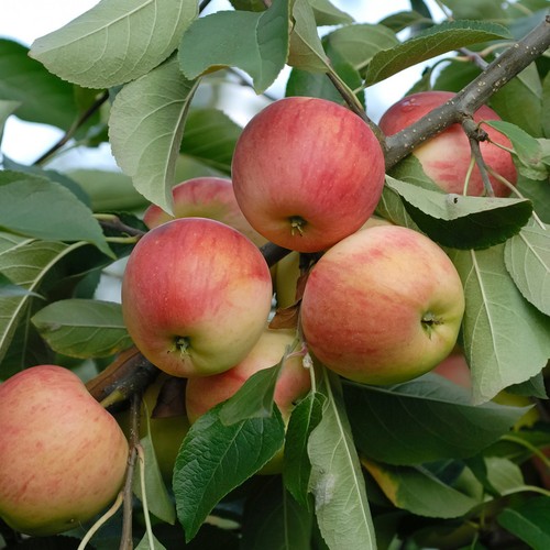 Apfelbaum rebella robuste - apfelbaum, `rebella´