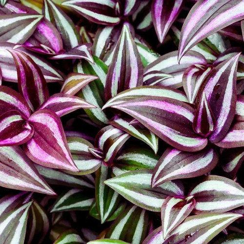 Tradescantia zebrina