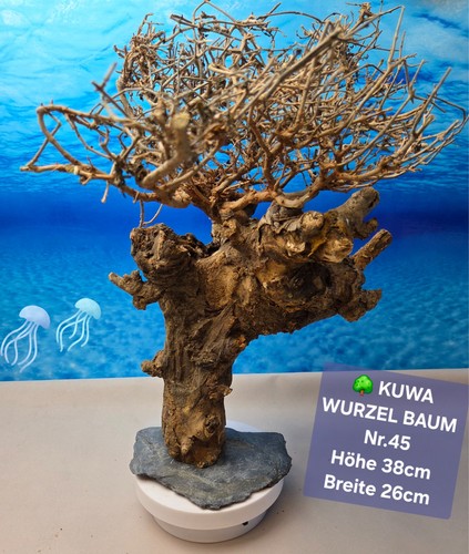 Aquarium kuwa wurzel - 🌳aquarium,