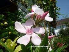 3x Oleander Steckling VIRGINIE   grosse porzelanrosa Blüten  selten