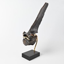 Rentier oder Rothirsch Wirbel