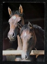 Pferdepostkarte, AK Pferde