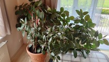 Gummibaum Ficus Elastica 3XL