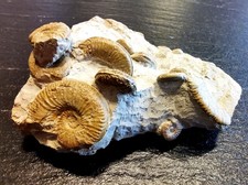 Amoeboceras-Stufe - Oberjura - Malm - Unter-Kimmeridgium - Balingen -Plettenberg