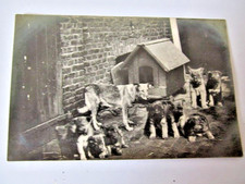 Holten Oberhausen Hundezucht