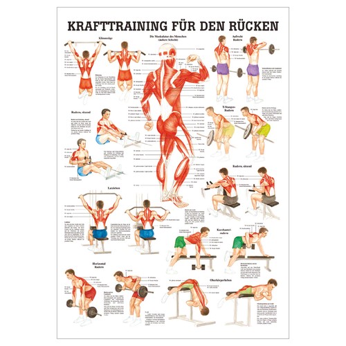 Anatomisches mini poster - anatomisches, mini-poster