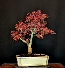 BONSAI JAPANISCHER ROTER