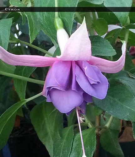 Fuchsien pflanze cymon - pflanze, "cymon"