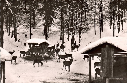 Wildfütterung rehe - ak,