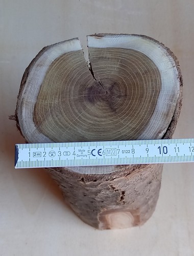 Goldregen holz bis ca - ,