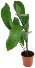 Aspidistra elatior -