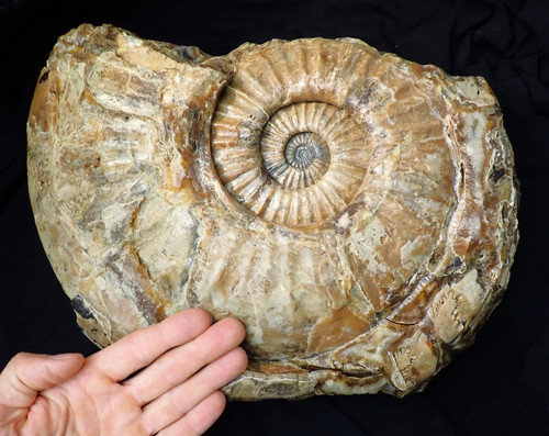 Riesiger asteroceras stellare - asteroceras,
