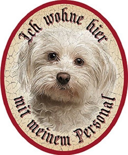 Hund malteser - malteser, +