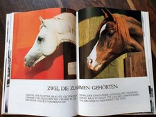 Nizar - ein Schatz im Stall *