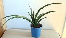 Sansevieria trifasciata