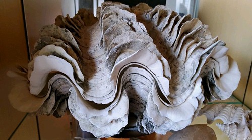 Große mördermuschel - große,