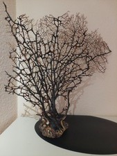 Große schwarze Koralle, Fächer aus Sammlung Gargonia Koralle  ca 55 cm x 55 cm