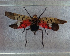 Echtes Insekt  in Acryl " Ordensband Zirkade - Asien " Mini Biester 