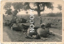 Foto WK2  Osten tote Pferde