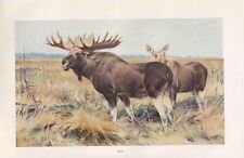 Elch  Alces alces  Hirsch