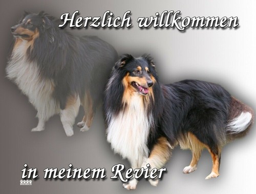 Sheltie hundeschild - sheltie,