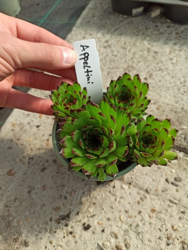 Sempervivum appletini - 1x,