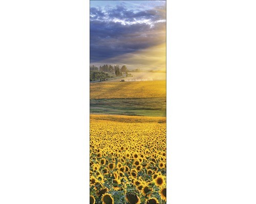 Glasbild sonnenblumenfeld - glasbild, i