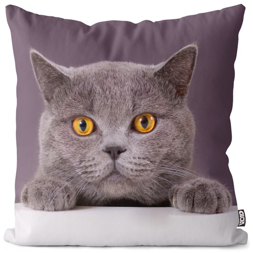 Katze britisch kurzhaar - katze,