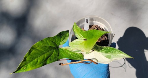 Syngonium albo variegated - syngonium,