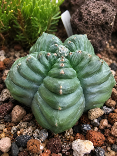 3421x astrophytum kikko - cs,