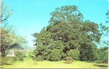 Magnolia tree cottage hill - cottage,
