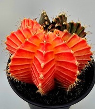 Schöner Ausgefallener