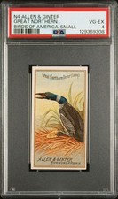 GREAT NORTHERN DIVER (LOON)