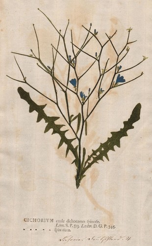 Wegwarte chicory cichorium - chicory,
