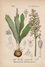 Männliche Knabenkraut (Orchis mascula) Chromo-Lithographie von 1880 Orchideen