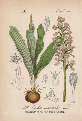 Männliche knabenkraut orchis - männliche,
