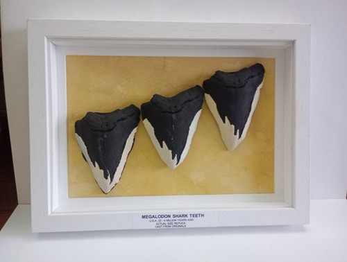Megalodon haizähne - megalodon,