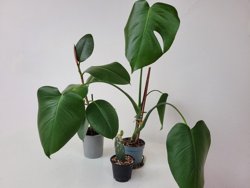 3er set monstera gummibaum - 3er-set:, monstera,